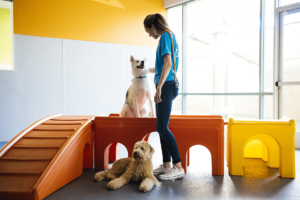 Canine Coach Training Dogs in Playroom