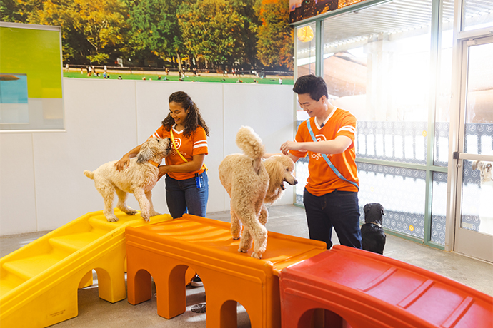 Two Dogtopia Canine Coaches petting one dog each on playroom equipment.