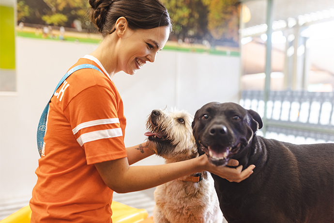 A Dogtopia Canine Coach petting two dogs in palyroom.