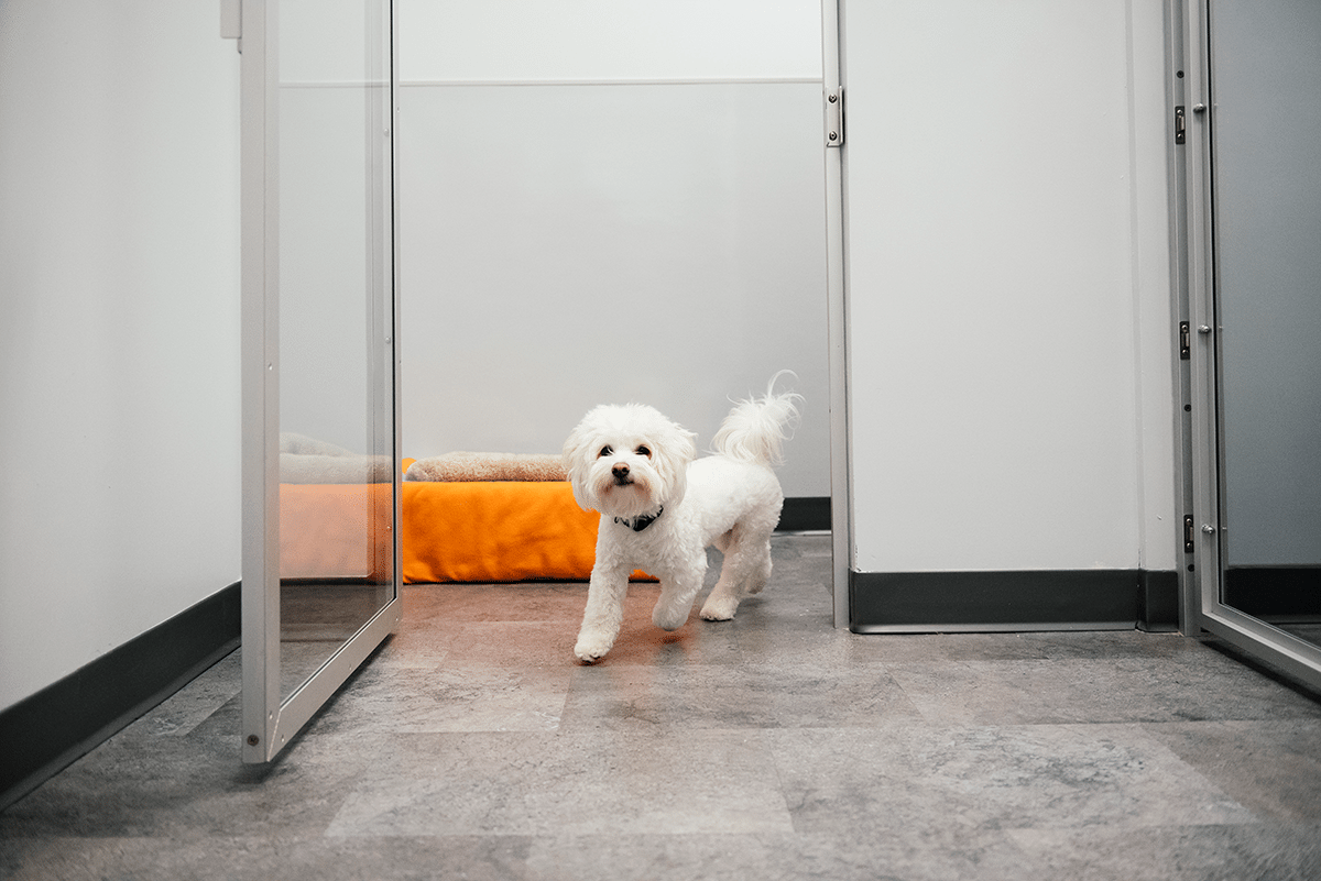 White Dog Running Dogtopia Canadian Franchising