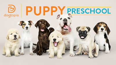 Puppy best sale pet daycare