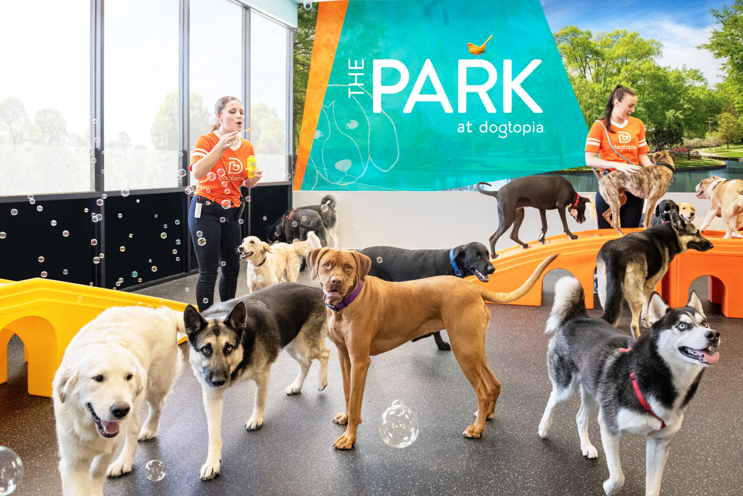 The Game Changer In After Hours Dog Care Dogtopia Daycares Nightly Extravaganza - ei2b4cm