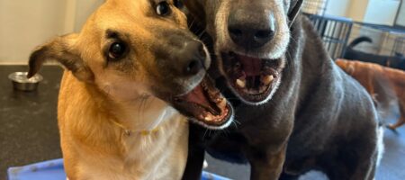 A brown dog and a silver dog playing at dog daycare.