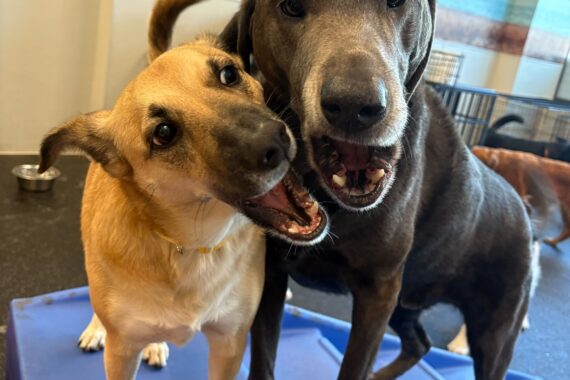 A brown dog and a silver dog playing at dog daycare.