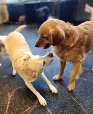 indoor dog daycare dogs having fun