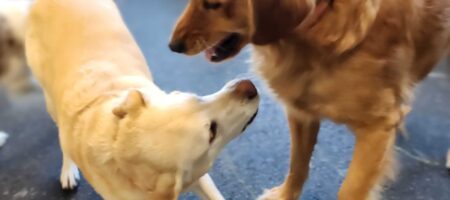 indoor dog daycare dogs having fun