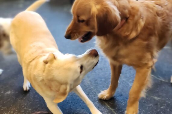 indoor dog daycare dogs having fun