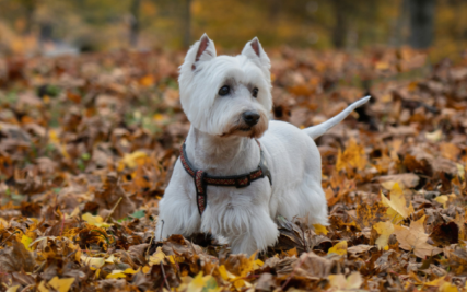 Dog outside in Redmond