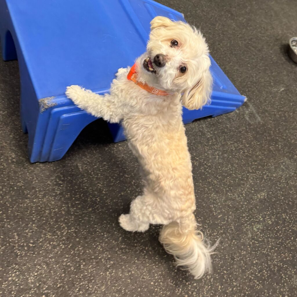 Little dog playing and having fun