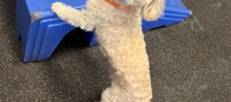 Little dog playing and having fun
