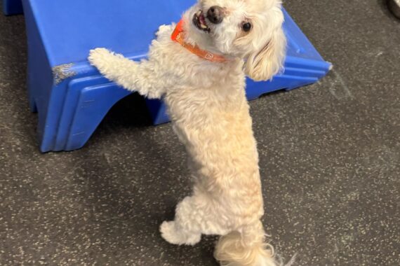 Little dog playing and having fun