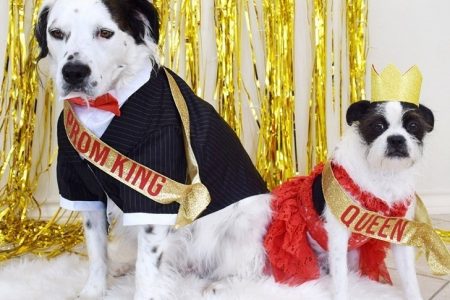 dogs in prom dresses Adorable Puppy Prom Collects 55 Prom Dresses For High School Students