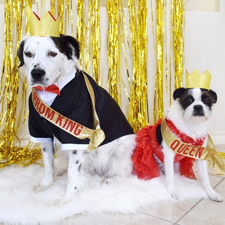 dog in prom dress Dog Prom!