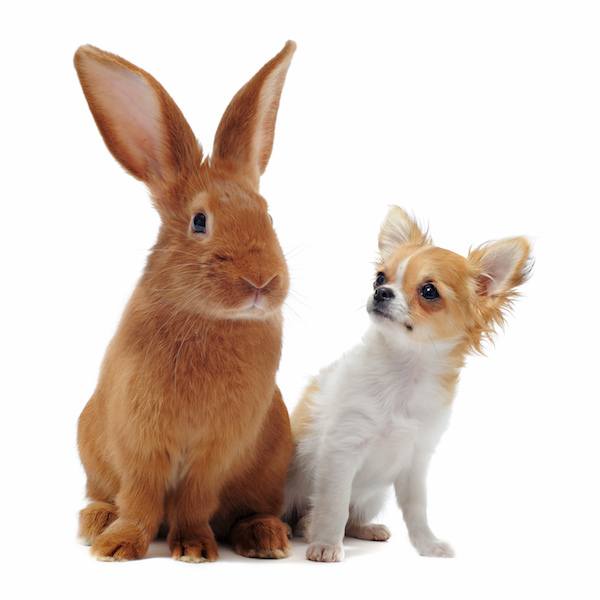 Pictures with the Easter Bunny! - Grand Rapids