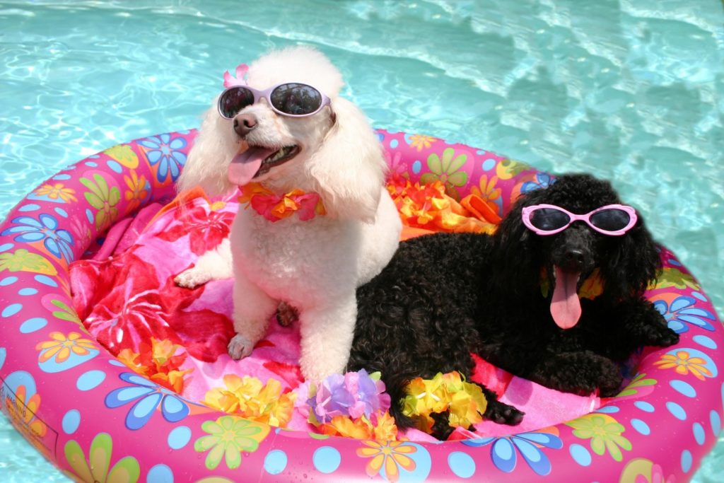 Pool Party Grand Rapids