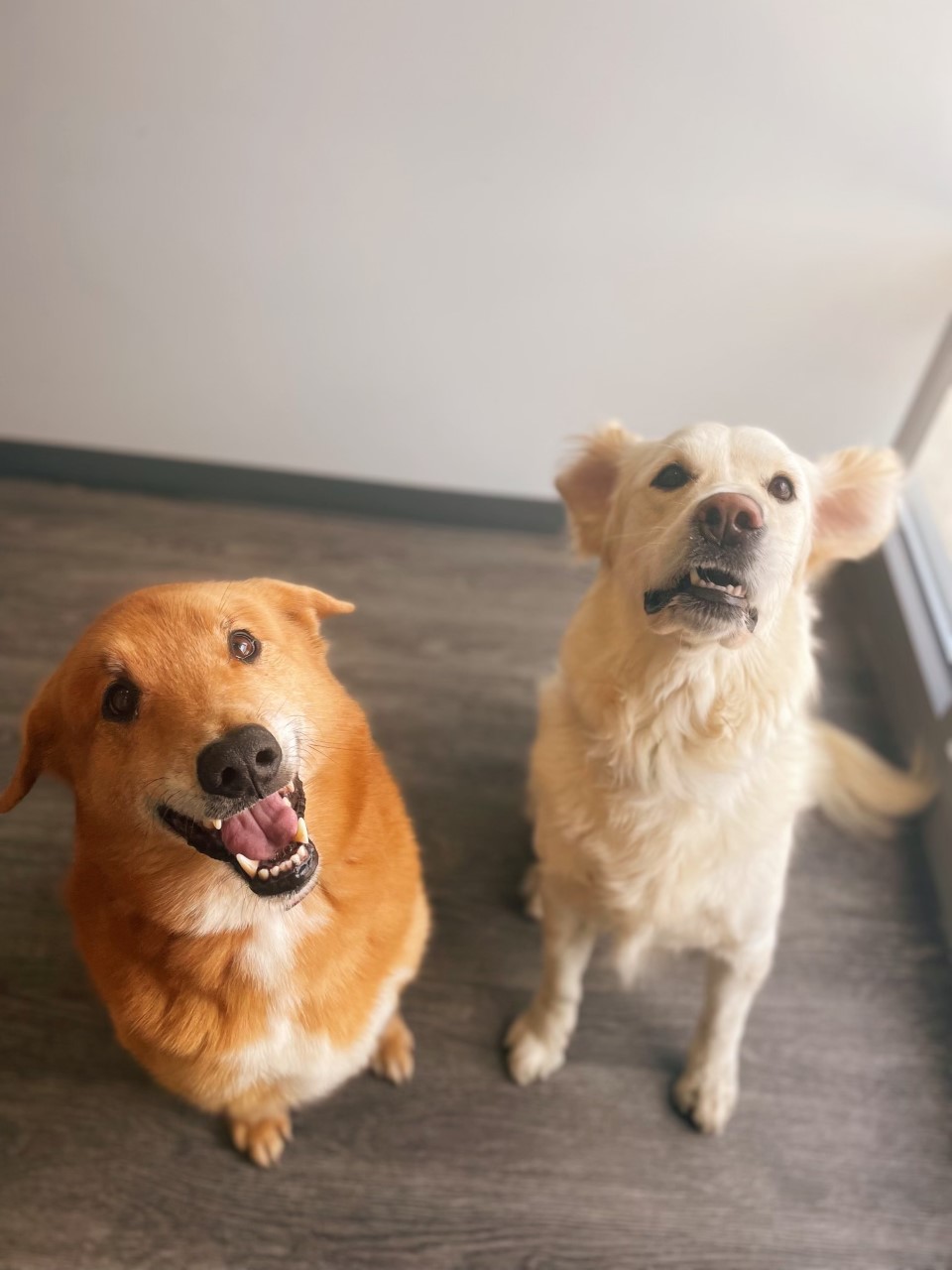 Dog Daycare, Spa, Boarding Dogtopia of Grand Rapids