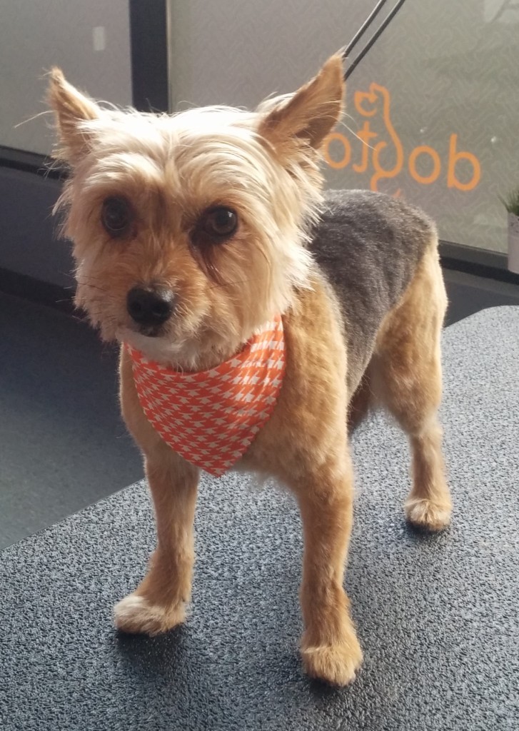 Dog Grooming, Spa Services Mississauga Dogtopia Erindale