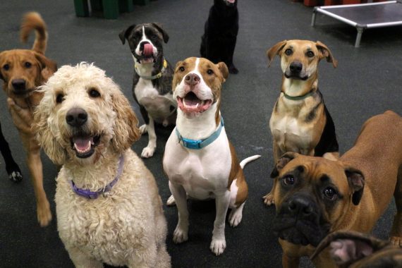 dog house daycare