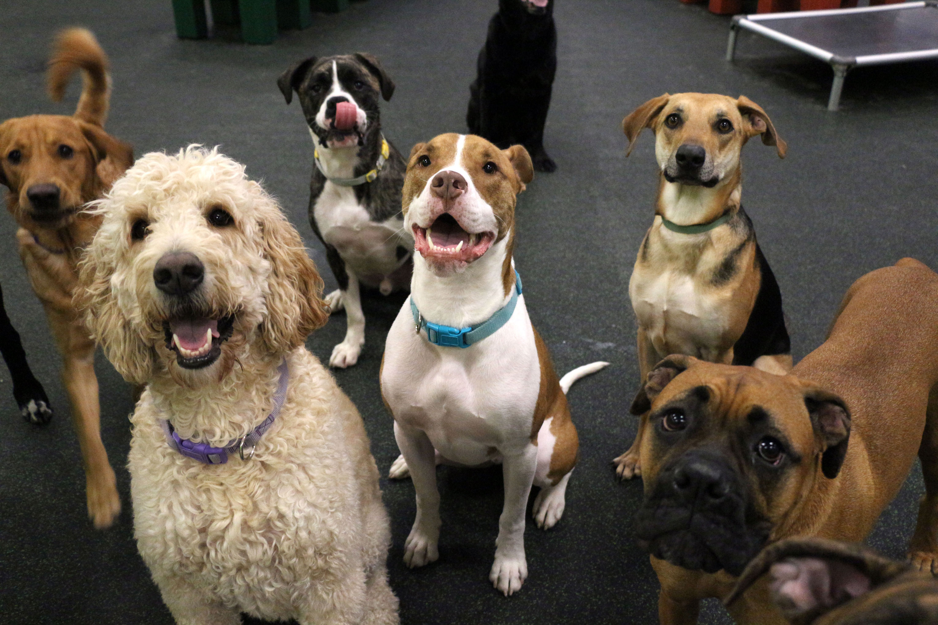 indoor leash training