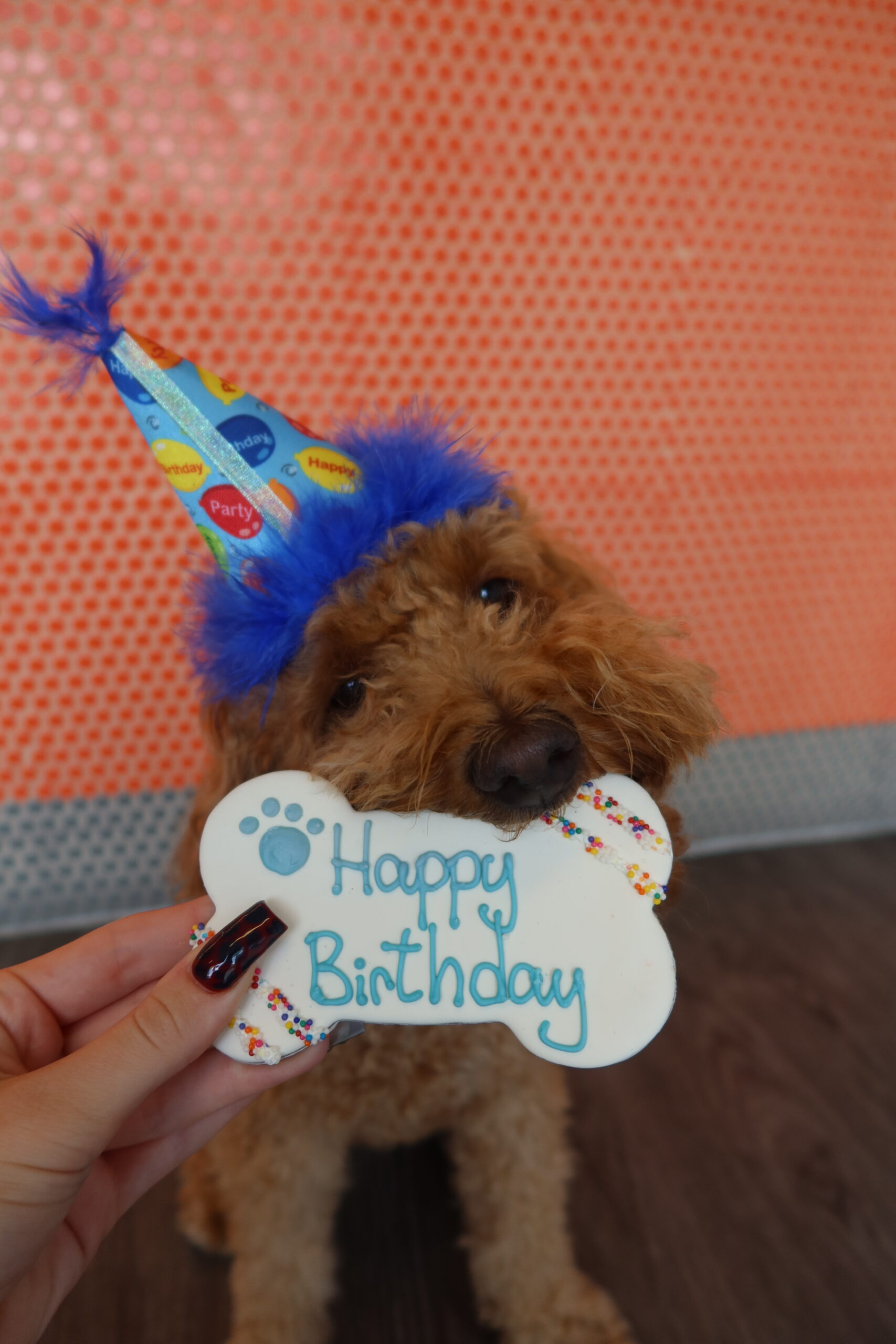 Orlando Winter Park Events Orlando Winter Park Events