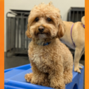 adorable maltipoo dog daycare Dogtopia of Dublin