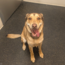 smiling happy dog daycare Dogtopia of Dublin