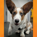 Smiling corgi puppy dog daycare Dogtopia of Dublin