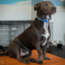 majestic gray dog daycare Dogtopia of Dublin