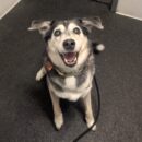 smiling happy senior dog daycare Dogtopia of Dublin