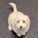 small white puppy dog daycare Dogtopia of Dublin
