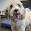 cute smiling Havanese dog daycare Dogtopia of Dublin