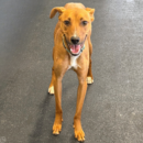 smiling dog daycare Dogtopia of Dublin