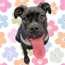 cute smiling dog daycare Dogtopia of Dublin