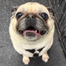 smiling pug dog daycare Dogtopia of Dublin