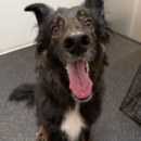 smiling happy dog daycare Dogtopia of Dublin