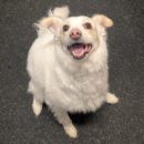 smiling happy dog daycare Dogtopia of Dublin