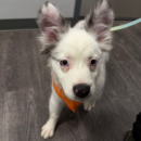 adorable puppy dog daycare Dogtopia of Dublin