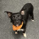 cute little dog daycare Dogtopia of Dublin