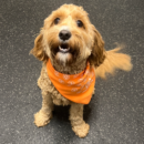 smiling Cavapoo puppy in bandana dog daycare Dogtopia of Dublin
