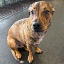 cute puppy dog daycare Dogtopia of Dublin