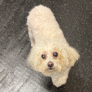 little white dog daycare Dogtopia of Dublin