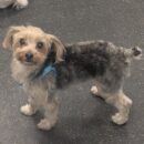 adorable Yorkie dog daycare Dogtopia of Dublin