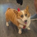 happy smiling corgi dog daycare Dogtopia of Dublin