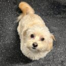 Cute little dog daycare Dogtopia of Dublin