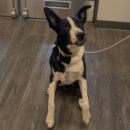 black and white dog daycare Dogtopia of Dublin