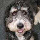 handsome doodle dog daycare Dogtopia of Dublin