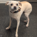 small dog daycare Dogtopia of Dublin