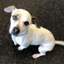 cute small dog daycare Dogtopia of Dublin