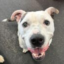 Smiling happy cute dog daycare Dogtopia of Dublin