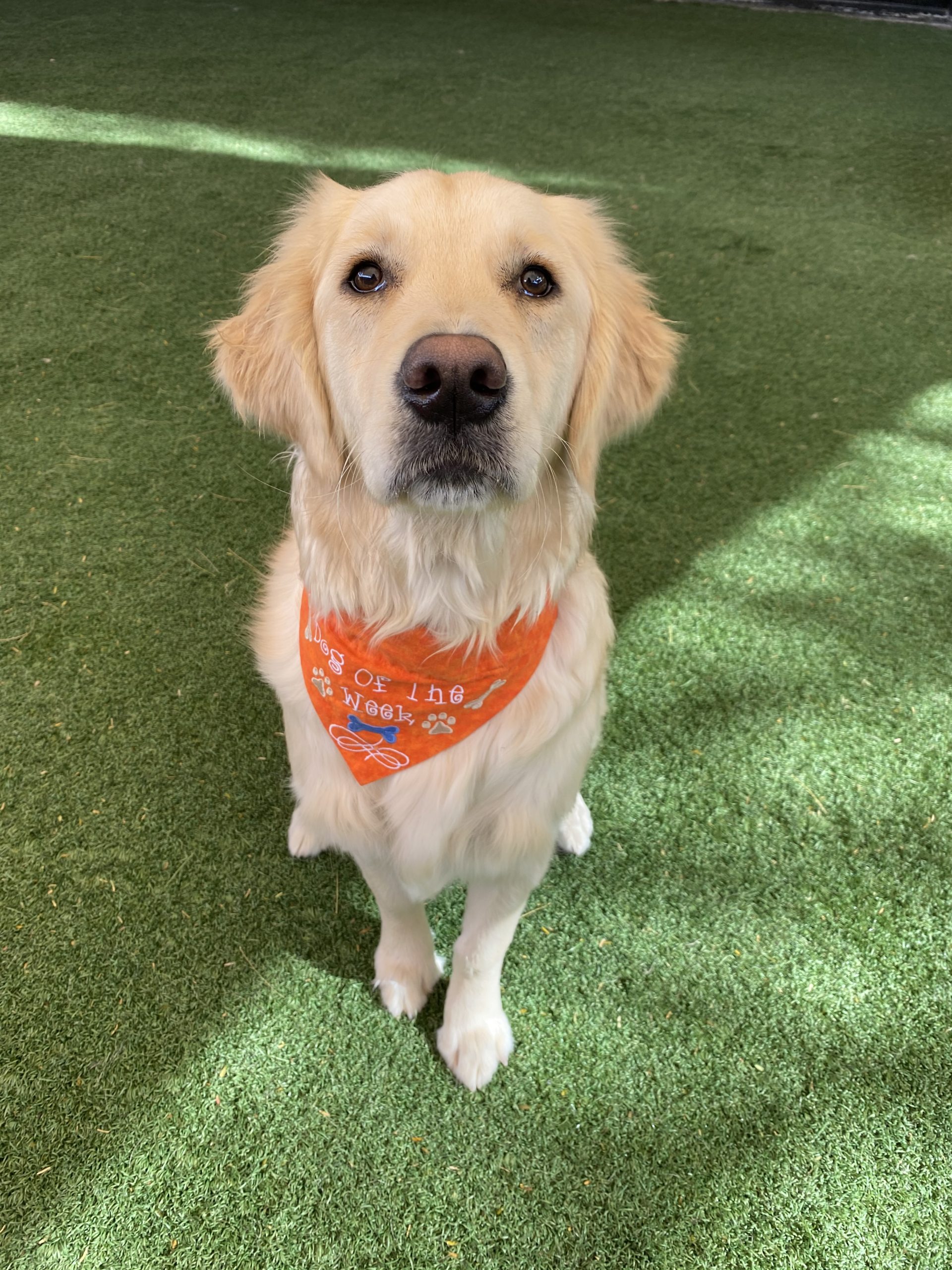 Dog Daycare, Spa, Boarding Dogtopia of Gilbert